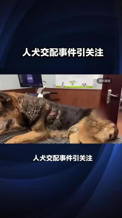 人狗合集全文在线阅读|精选合集尽享人与狗的温情故事